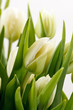 green tulips