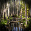 swamp