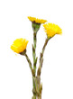 Foto: Huflattich (Tussilago farfara) Huflattich (Tussilago farfara)