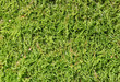Photo: Moos Hintergrund Moos Hintergrund