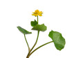 Frühlingsscharbockskraut (Ranunculus ficaria)