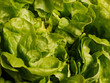 Photo: Grüner Eichblattsalat. Gartensalat (Lactuca sativa). Grüner Eichblattsalat. Gartensalat (Lactuca sativa).