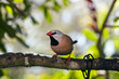 Shaft-tail Finch - Poephila acuticauda Shaft-tail Finch - Poephila acuticauda