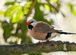 Shaft-tail Finch - Poephila acuticauda Shaft-tail Finch - Poephila acuticauda
