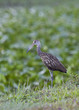 Limpkin bird Limpkin bird
