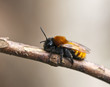Tawny Mining Bee