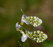 Orange-tip Butterflies Underwing