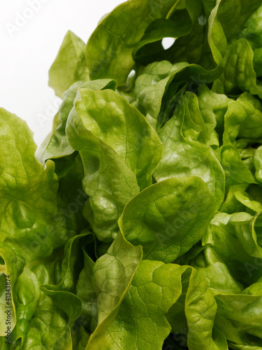 Photo: Grüner Eichblattsalat. Gartensalat (Lactuca sativa). Grüner Eichblattsalat. Gartensalat (Lactuca sativa).