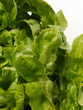 Photo: Grüner Eichblattsalat. Gartensalat (Lactuca sativa). Grüner Eichblattsalat. Gartensalat (Lactuca sativa).