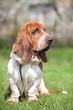Basset Hound