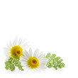 Daisy flower at the right corner and text free space Daisy flower at the right corner and text free space