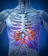 Detalii fotografie Human Kidneys With Skeleton