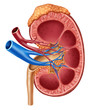 Human Kidney Diagram
