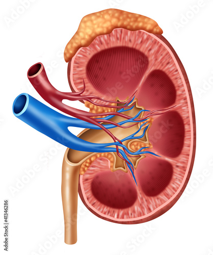 Illustration: Human Kidney Diagram Human Kidney Diagram