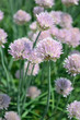 scallion