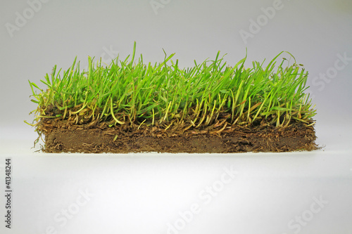 Photo: Rollrasen-2 Rollrasen-2