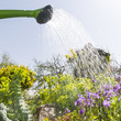 Wasser für die Pflanzen