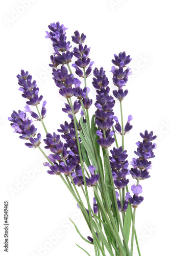 Photo: Lavender Lavender