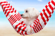 Pet dog summer holiday Pet dog summer holiday