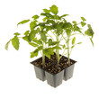 Tomato seedlings ready for transplanting square