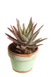Small potted aloe plant against white