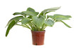 Isolated plant of a blue hosta