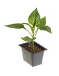 Seedling of a sweet pepper ready for transplanting