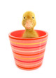 Duckling young baby duck in colorful flowerpot