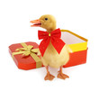 Duckling young baby duck as gift pet