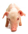 Pig baby piglet
