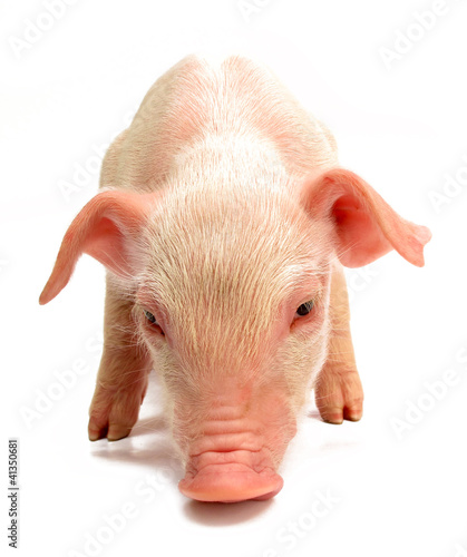 Foto: Pig baby piglet Pig baby piglet
