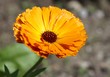 souci, calendula officinalis