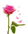 Rose flower with butterfly background