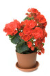 The red blossoming begonia