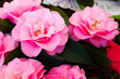 camellia bouquet