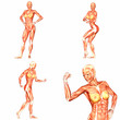 Female Human Body Anatomy Pack - 5of5 Female Human Body Anatomy Pack - 5of5