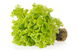 Photo: green lettuce with reflection on white green lettuce with reflection on white
