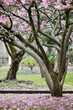 magnolia tree
