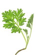 Altemisia absinthium