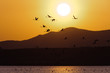 Photo: Flamingoes aginst the evening sky Flamingoes aginst the evening sky