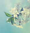 Cherry Blossoms
