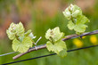 Grape wine sprouts
