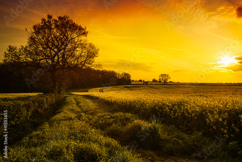 Photo: Canola Field At Sunset Canola Field At Sunset