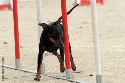Photo: Manchester Terrier in agility Manchester Terrier in agility