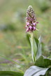 Barlia Robertiana