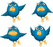 blue birds