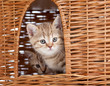 funny little Scottish kitten sitting inside wicker cat house