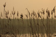 canale nella campagna veneta all'alba canale nella campagna veneta all'alba