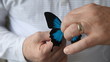 blue mountain swallowtail butterfly