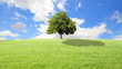 green grass and tree with clouds running background.